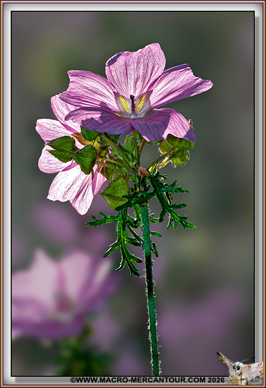 Mauve alc&eacute;e